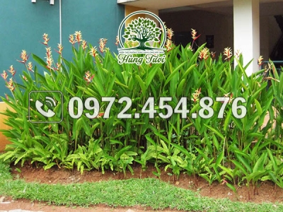 Các loại cây chuối cảnh phổ biến và đẹp nhất