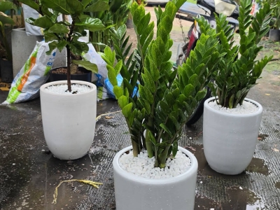 Cây Khai Trương Phát Tài Lộc - Tiêu Chí Giúp Chọn Đúng Món Quà