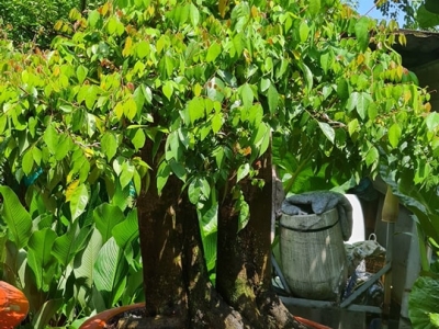 Gợi Ý Địa Chỉ Phân Phối Cây Khế Phong Thủy Phát Lộc Đẹp