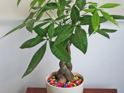 Cây kim ngân hợp tuổi nào?