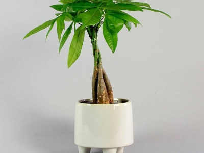 Cây kim ngân có phải là cây ngũ gia bì?