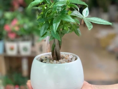 Cây Kim Ngân Để Bàn - Món Quà Tinh Tế, Đẹp Và Ý Nghĩa