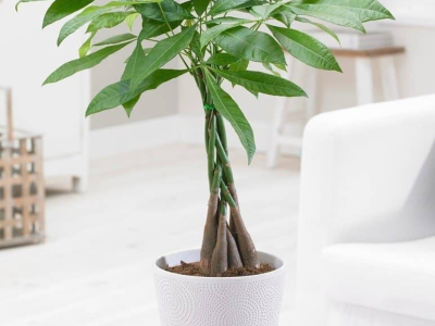 Cây Kim Ngân Tặng Khai Trương - Ý Nghĩa Phong Thủy Và Cách Chăm Sóc