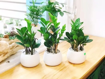 Cây Kiểng Văn Phòng Dễ Chăm: Lựa Chọn Tối Ưu