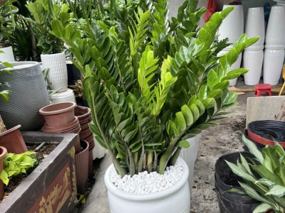 Cây Kim Tiền Mừng Khai Trương - Ý Nghĩa Phong Thủy Và Chăm Sóc