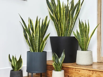 Những lưu ý khi sử dụng cây để bàn làm việc