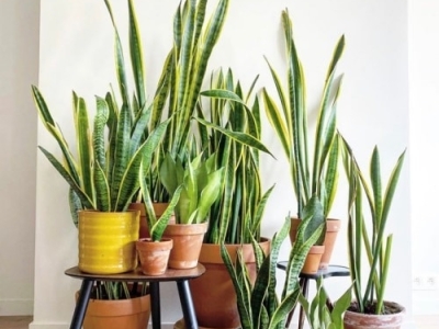 Top 4 loại cây cảnh nên trồng trong nhà giúp lọc khí, mang lại tài vận tốt