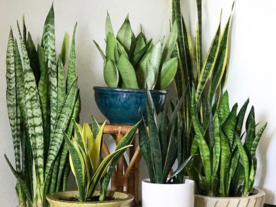 Cây Lưỡi Hổ Tặng Khai Trương - Ý Nghĩa Phong Thủy Và Cách Chăm Sóc