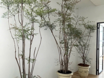 Cây Nam Thiên Trúc Phong Thủy - Nâng Tầm Không Gian Sống