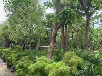 Khám Phá Nơi Bán Cây Ngọc Lan Lớn Trồng Sân Vườn Tin Cậy