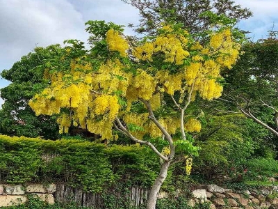 Cơ Sở Bán Cây Osaka Vàng Trồng Kiểng Chất Lượng, Giá Rẻ