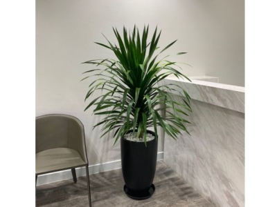 Top những loại cây trồng sân biệt thự giúp tiền vô đầy nhà 