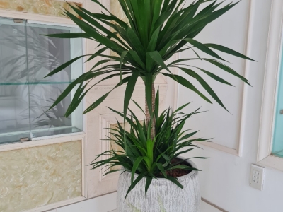 Tips lựa chọn cây phát tài đẹp cho văn phòng phù hợp