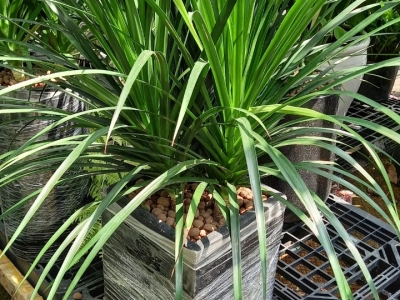 Mua cây phát tài núi giá rẻ Gò Vấp đừng bỏ địa điểm này