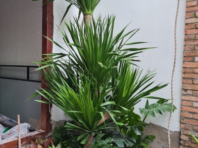 Đơn Vị Bán Cây Phát Tài Núi Giá Rẻ Tại TPHCM Chuyên Nghiệp