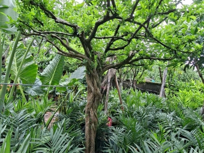 Mua Cây Sơ Ri Ăn Quả Tại Nhà Ở Đâu Chất Lượng, Giá Tốt?