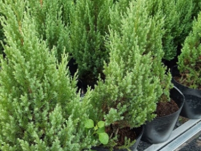 Ở đâu bán cây sơn tùng size lớn giá rẻ và đẹp nhất?