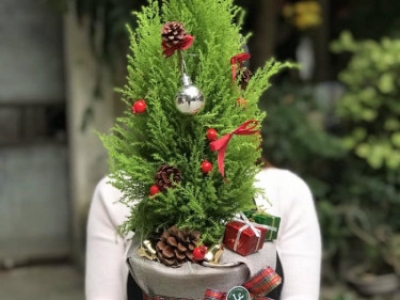 Địa chỉ bán cây sơn tùng trang trí giáng sinh đẹp
