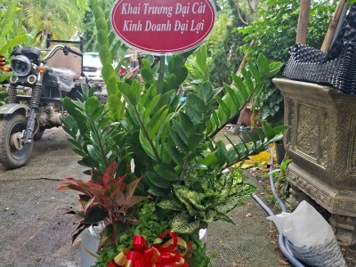 Địa Chỉ Cung Cấp Cây Tặng Khai Trương Đẹp Đa Dạng Mẫu