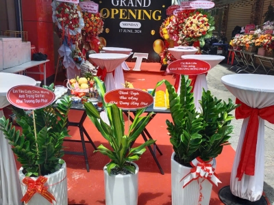 Top 5 Cây Tặng Khai Trương Đẹp, May Mắn Và Phát Tài