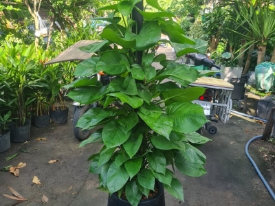 Đơn Vị Cung Cấp Cây Trầu Bà Leo Cột Đẹp, Khỏe, Dễ Chăm Sóc