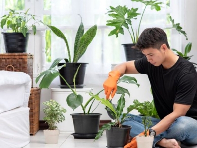 Tuyệt chiêu cách chăm sóc cây cảnh đặt trong nhà