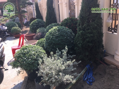 Cây xanh cho công ty thêm màu sắc và thư giãn