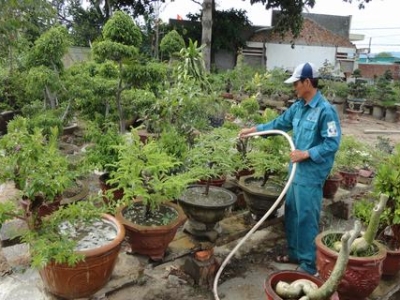 Dịch vụ chăm sóc cây cảnh