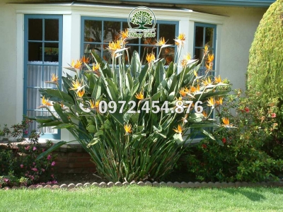 Có nên trồng cây chuối trước nhà không?