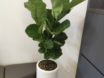 Địa Chỉ Chuyên Cung Cấp Cây Cảnh Sân Vườn Biệt Thự Uy Tín