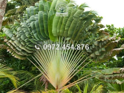 Cơ sở chuyên cung cấp cây chuối cảnh giá rẻ không nên bỏ lỡ