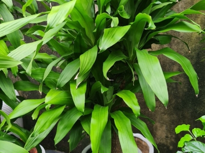 Đơn vị chuyên sỉ lẻ cây phát tài Gò Vấp chất lượng dễ chăm sóc