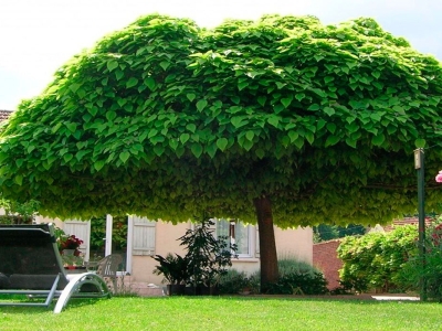 Địa chỉ cung cấp cây bóng mát giá rẻ TPHCM bạn đừng bỏ lỡ 