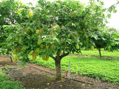 Mách bạn chăm sóc và bảo dưỡng cây bóng mát sau khi trồng