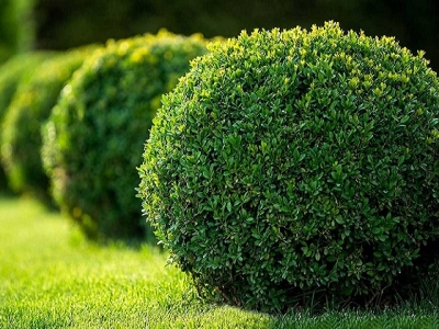 Top địa chỉ cung cấp cây bụi giá sỉ TPHCM bạn nên tham khảo 