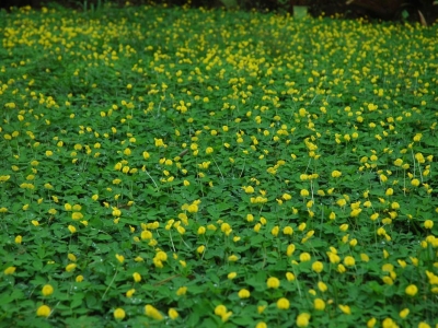 Lợi ích trồng cây bụi trang trí quan cảnh cho nhà phố và văn phòng