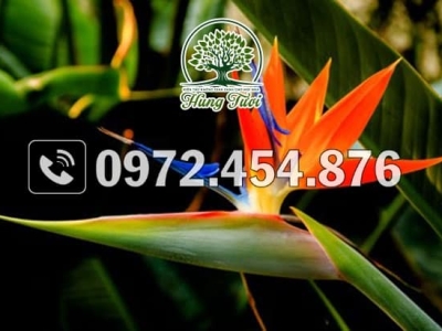 Gợi ý địa chỉ cung cấp cây chuối két Thái giá tốt chất lượng