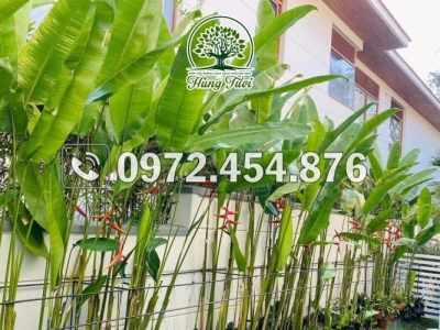 Cung cấp cây chuối kiểng giá rẻ chất lượng và giá tốt nhất