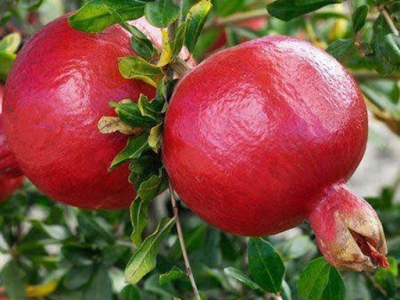 Đừng bỏ lỡ nơi cung cấp cây lựu đỏ giá tốt nhất TPHCM