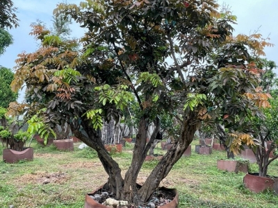 Cung Cấp Cây Nhãn Trồng Sân Vườn Xanh Mát, Trái Ngọt