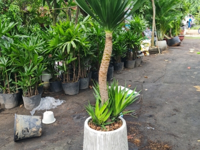 Địa chỉ bán cây phát tài núi uy tín bạn có thể tham khảo ngay