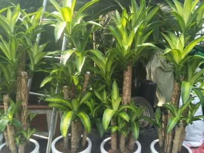 Lưu ngay địa chỉ bán cây thiết mộc lan Gò Vấp uy tín chất lượng