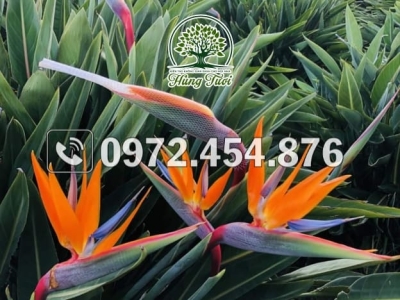 Mách bạn địa điểm bán cây chuối cảnh uy tín chuyên nghiệp nhất