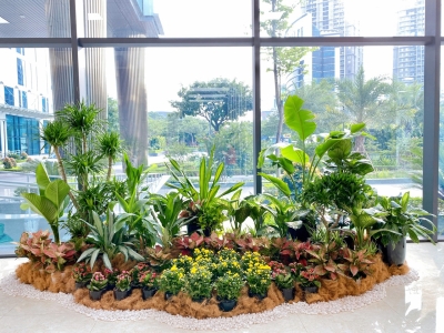 Cung Cấp Cây Kiểng Văn Phòng Uy Tín | Hùng Tươi