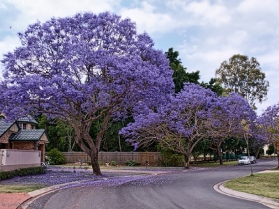 Tìm mua cây bóng mát tại TPHCM giá tốt dễ trồng