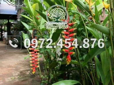 Nên mua cây chuối kiểng tại TPHCM ở đâu chất lượng, giá tốt?