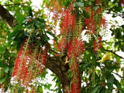 Nên mua cây lộc vừng ở đâu là uy tín nhất?