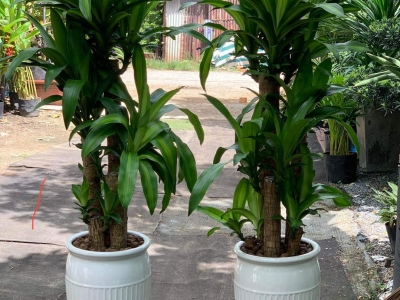 Đừng bỏ qua địa điểm mua cây phát tài giá rẻ TPHCM