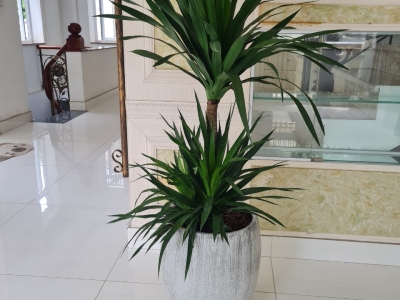 Đơn vị chuyên mua cây phát tài núi tại Gò Vấp uy tín