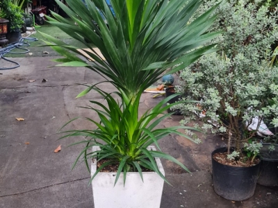 Địa chỉ mua cây phát tài tại Gò Vấp không thể bỏ qua